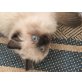 Maxi, Ragdoll - Kater