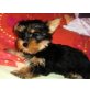 Maxi, Yorkshire Terrier Welpen - Rüde