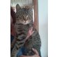 Maxi, sehr dankbarer Schmusekater - Kater
