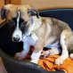 Maxi zuckersüßer Mischlingswelpe sucht...., Mischlingswelpe Welpen - Rüde