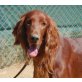 Maxim, Irish Setter - Rüde