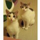 Maxime und Monka, EHK - Katze