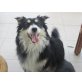 Maximilian, Border Collie - Rüde