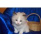 Maximilian, Ragdoll - Kater