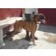 Maximo, Boxer - Rüde