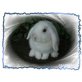 Maximus, Mini Lop - männlich