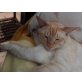 Maximus, Siamesen - Kater