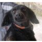 Maxina, Spaniel-Mischling - Hündin