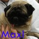 Maxl, Mops - Rüde