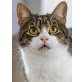 Maxl, Pflegestelle in 85591 Vaterstetten - Katze