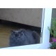 Maxwell, Kartäusermischling - Kater