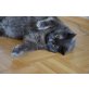 Maxwell, Kartäusermischling - Kater
