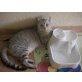 Maya, Britisch Langhaar - Katze
