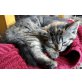 Maya, British Kurzhaar- Maine Coon - Katze