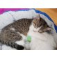 Maya, Europäisch Kurzhaar - Katze