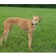 Maya, Galgo Español - Hündin