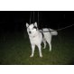 Maya, Husky - Hündin