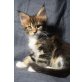 Maya, Maine Coon - Katze