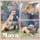 Maya, Mischling - Hündin