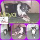 Maya, Mischling - Hündin