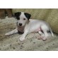 Maya, Parson-Russell-Terrier Welpen - Hündin