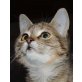 Maya, Pflegestelle bei Ludwigshafen - Katze