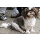 Maya, Shih Tzu - Hündin