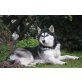 Maya, Siberian Husky - Hündin