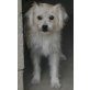 Maya, Wuschel-Mix - Hündin