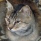 Mayana, verschmuste - Katze