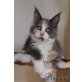 Maydyn, Maine Coon - Katze