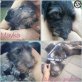Mayka, Mischling - Rüde