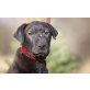 Mayo, MAYO- Labrador, ev. Staffordshire Terrier und Welpen - Rüde