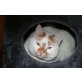 Mayo - TSV SOS-Katze, Mayo  - Kater