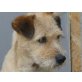 Mayo, Terrier - Rüde