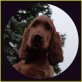 McCoy vomStahlsberg, Irish Setter - Rüde