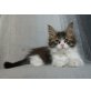 McDenzinger Ghillie Dhu, Maine Coon - Kater