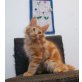 McDenzinger Paisley/ McDenzinger Eglain, Maine Coon - Kater