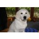 McKenzie, Golden Retriever Welpen - Rüde