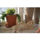 Mckinley, Maine Coon - Kater