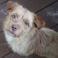 Medellin, Terriermischling - Rüde