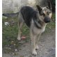 Medina, Deutscher Schäferhund - Hündin