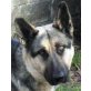 Medina, Schäferhund-Mischling - Hündin