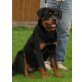 Medo , Rottweiler Welpen - Rüde