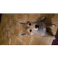 Medo, Shiba Inu - Rüde