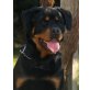 Medo von der Schlossallee, Rottweiler - Rüde