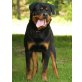 Medo von der Schlossallee, Rottweiler - Rüde