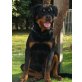Medo von der Schlossallee, Rottweiler Welpen - Rüde