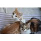Medusa und Bianca, Europäische Kurzhaarkatze - Katze