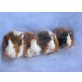 Meerschweinchen Babys